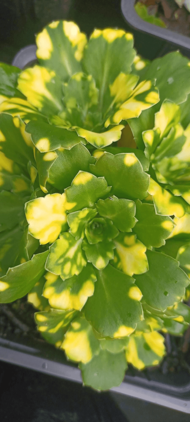Saxifraga x urbium variegated