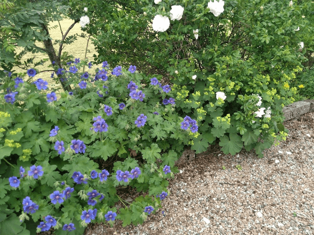 Geranium Johnstone Blue