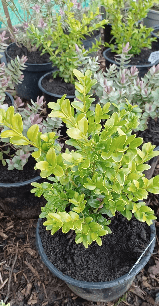 Box Buxus sempervirens
