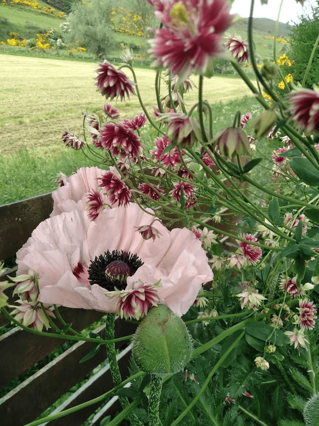 Papaver orientale pink