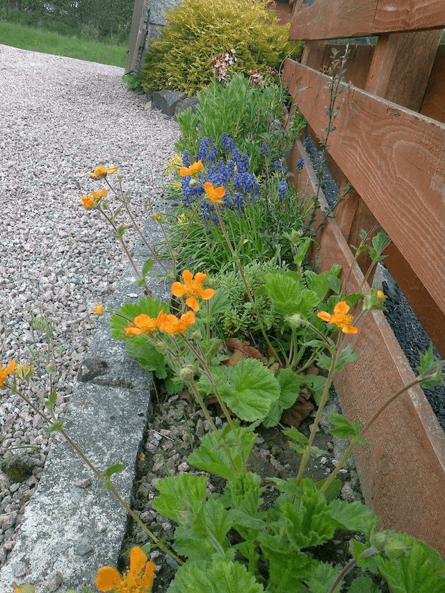 Geum borisii