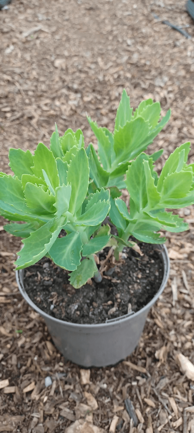 Sedum spectabile