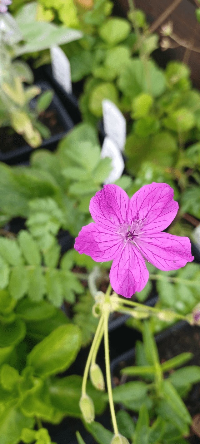 Erodium manescavii