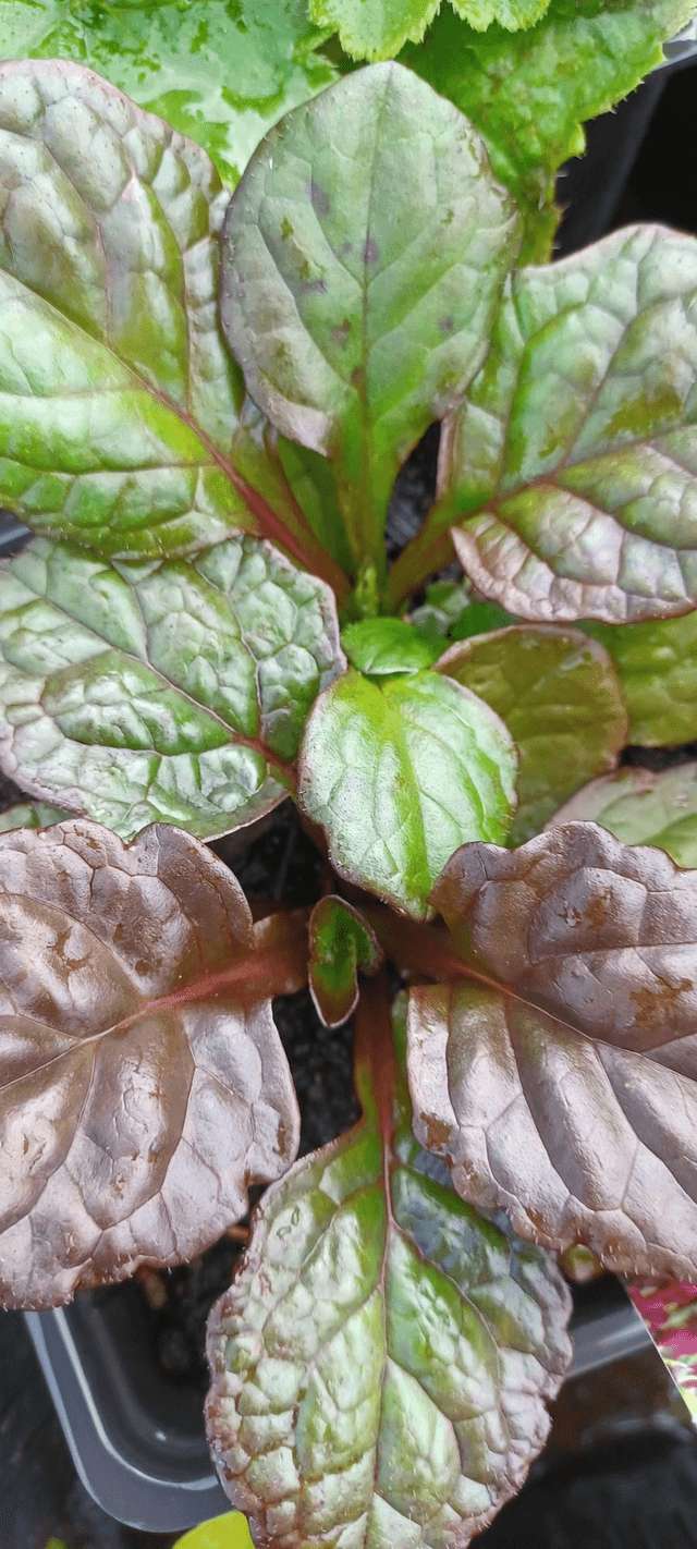 Ajuga reptans Catlin's Giant