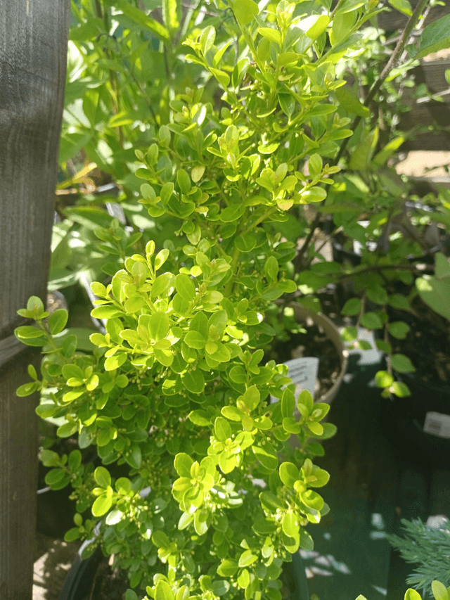 Ilex crenata Green Hedge