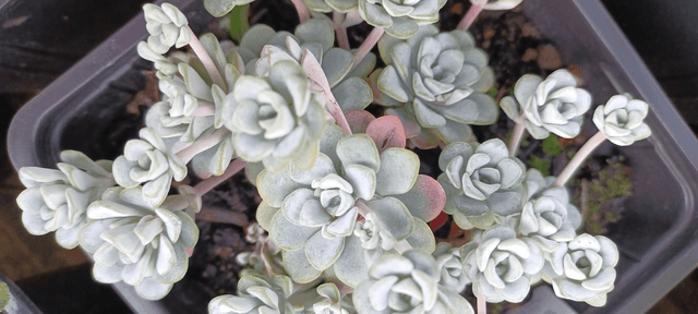 Sedum spathulifolium Cape Blanco