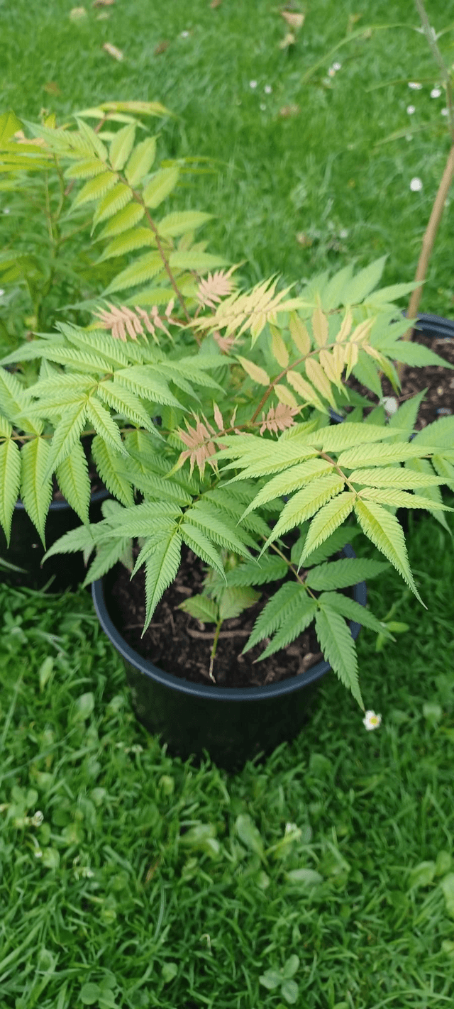 Sorbaria sorbifolia Sem