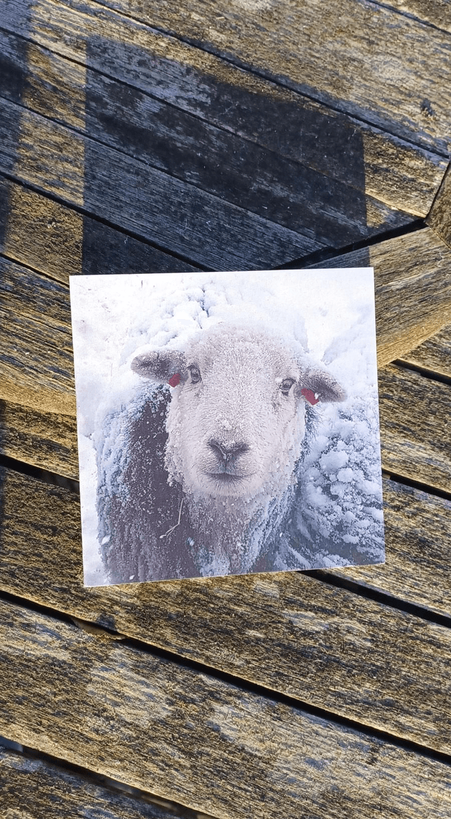 Herdwick ewe