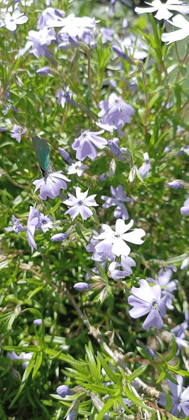Phlox subulata pale blue