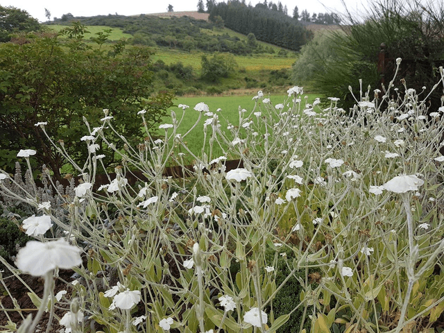 Lychnis coronaria