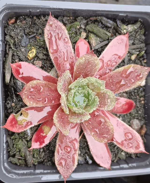 Sempervivum tectorum red