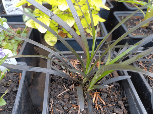 Ophiopogon planiscapus Nigrescens