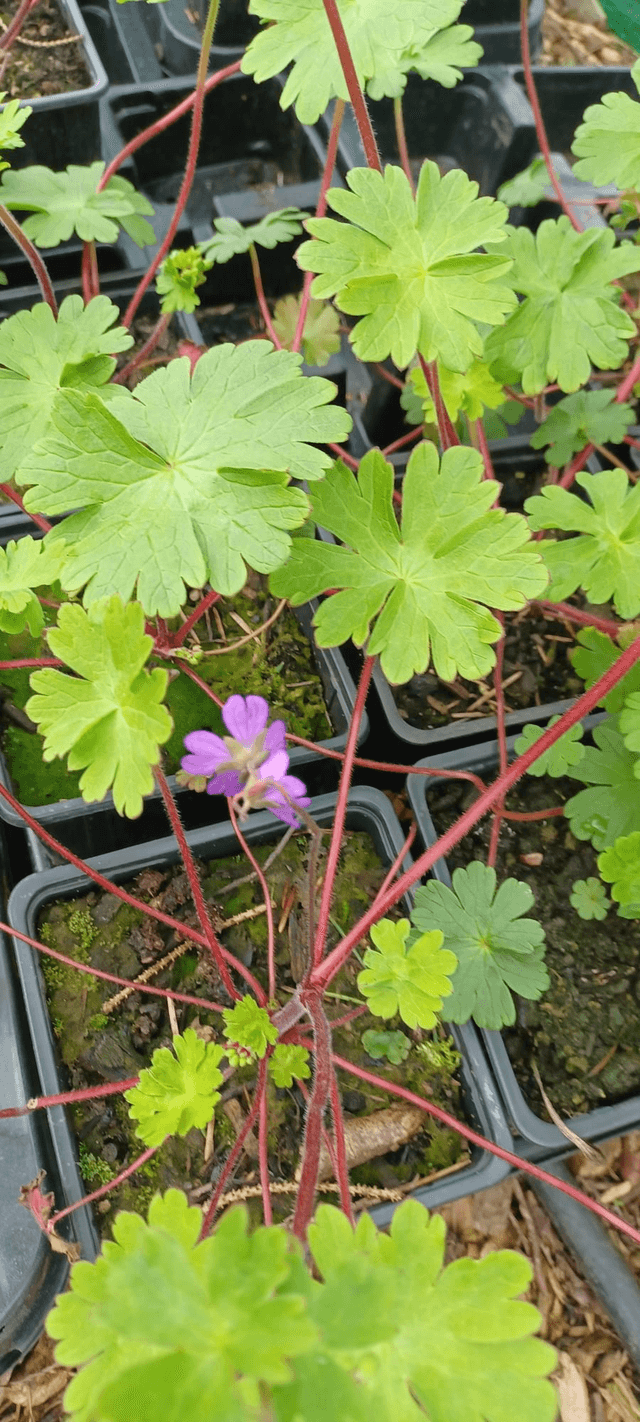Geranium pyrenaicum
