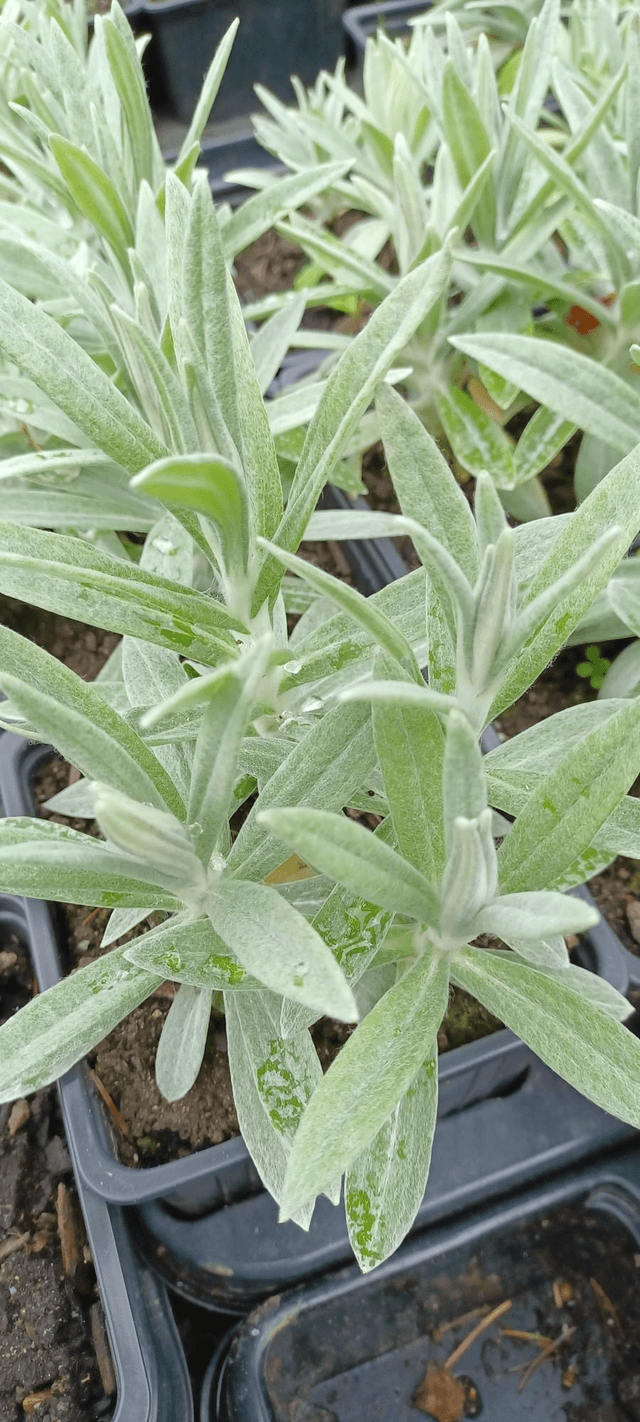 Anaphalis margaritacea