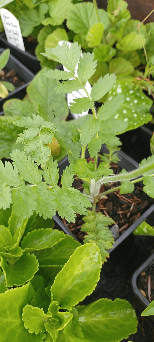 Erodium manescavii