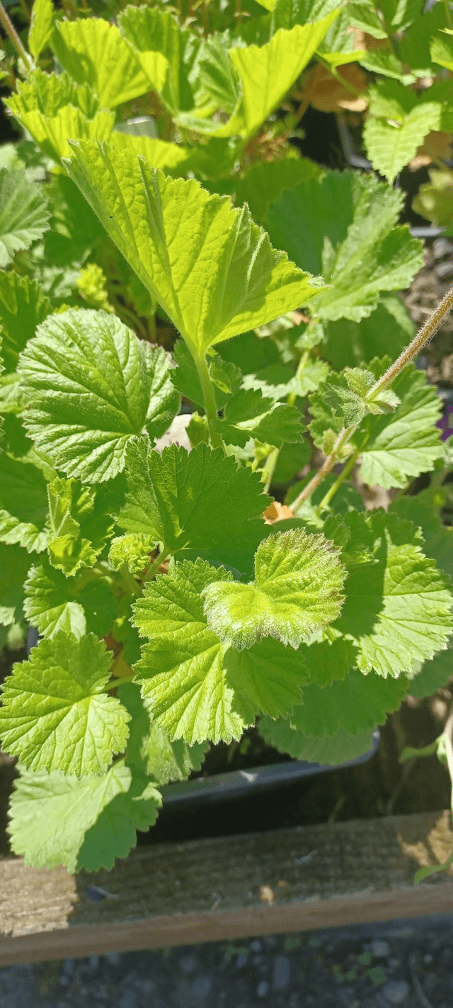 Geum borisii