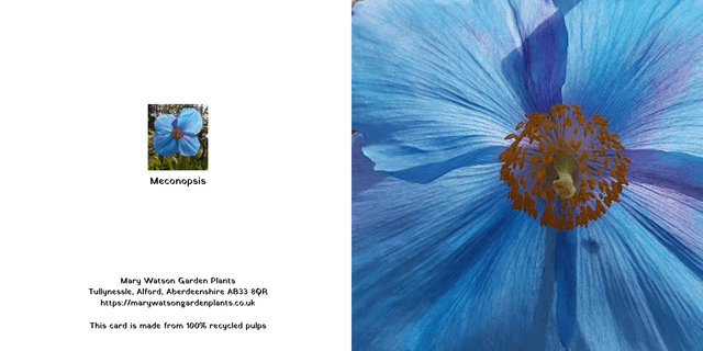 Meconopsis Poppy