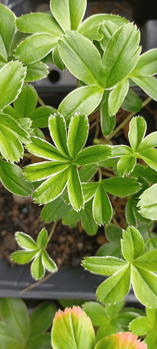 Alchemilla alpina