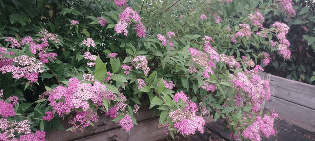 Spirea Pink