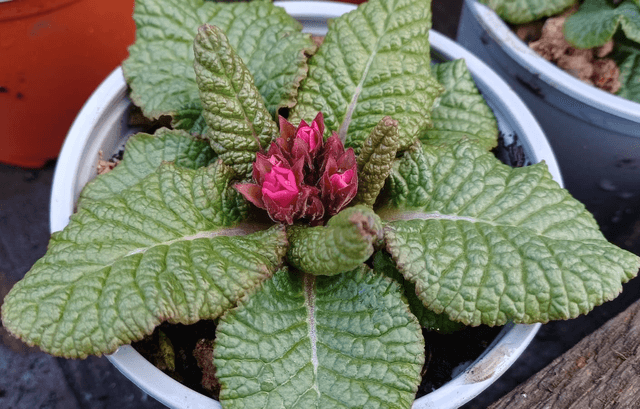 Primula Wanda Mixed