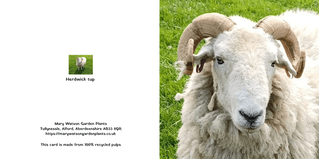 Herdwick tup