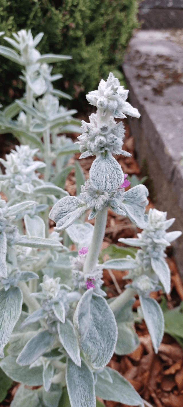 Stachys byzantina