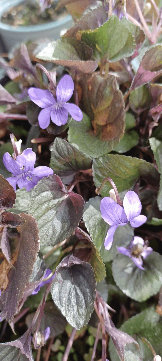 Viola labradonica