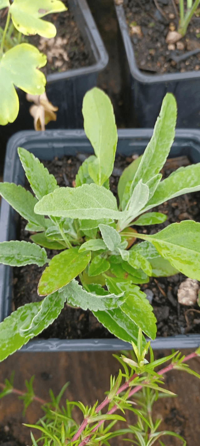 Veronica incana