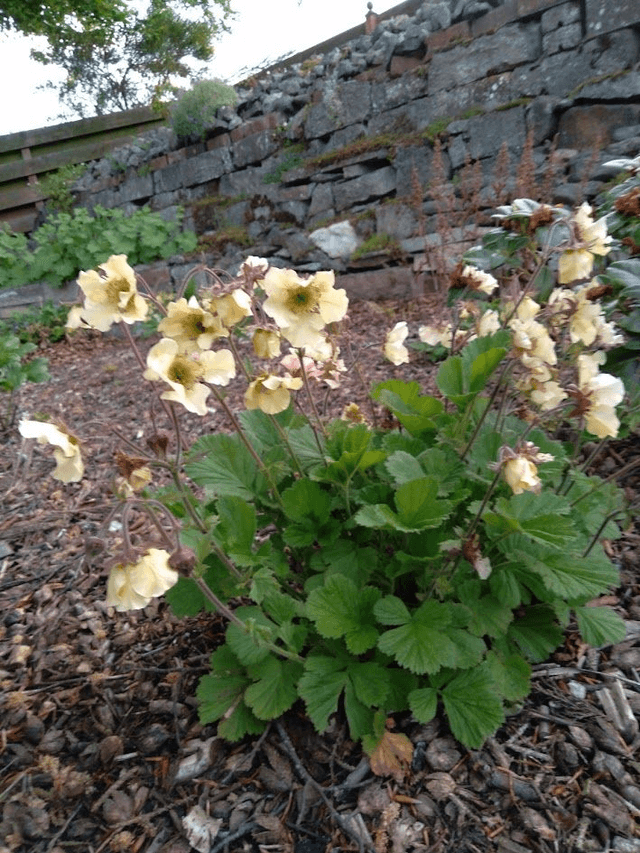 Geum rivale Cream