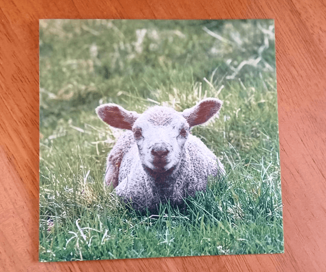 Herdwick x Texel lamb version 2