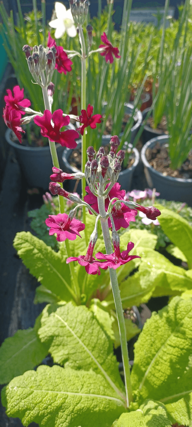 Primula pulverulenta