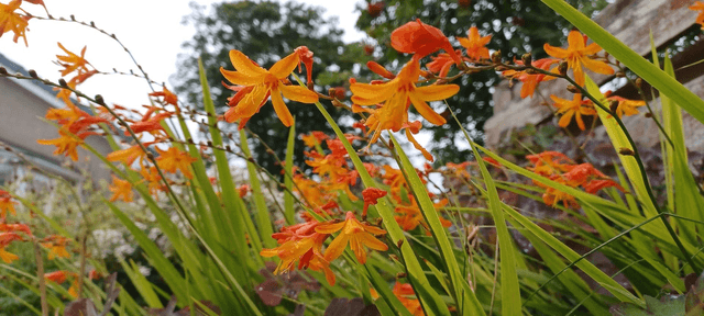 Crocosmia small organge