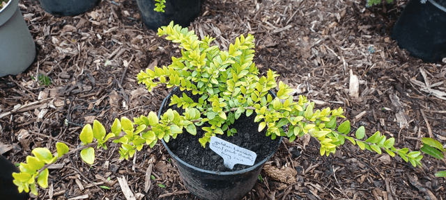 Lonicera nitida