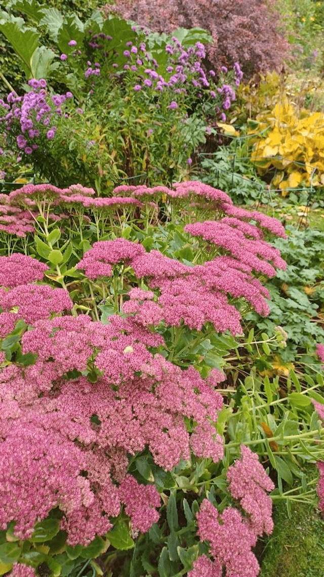 Sedum spectabile