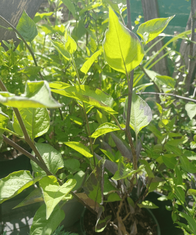 Solanum dulcamara