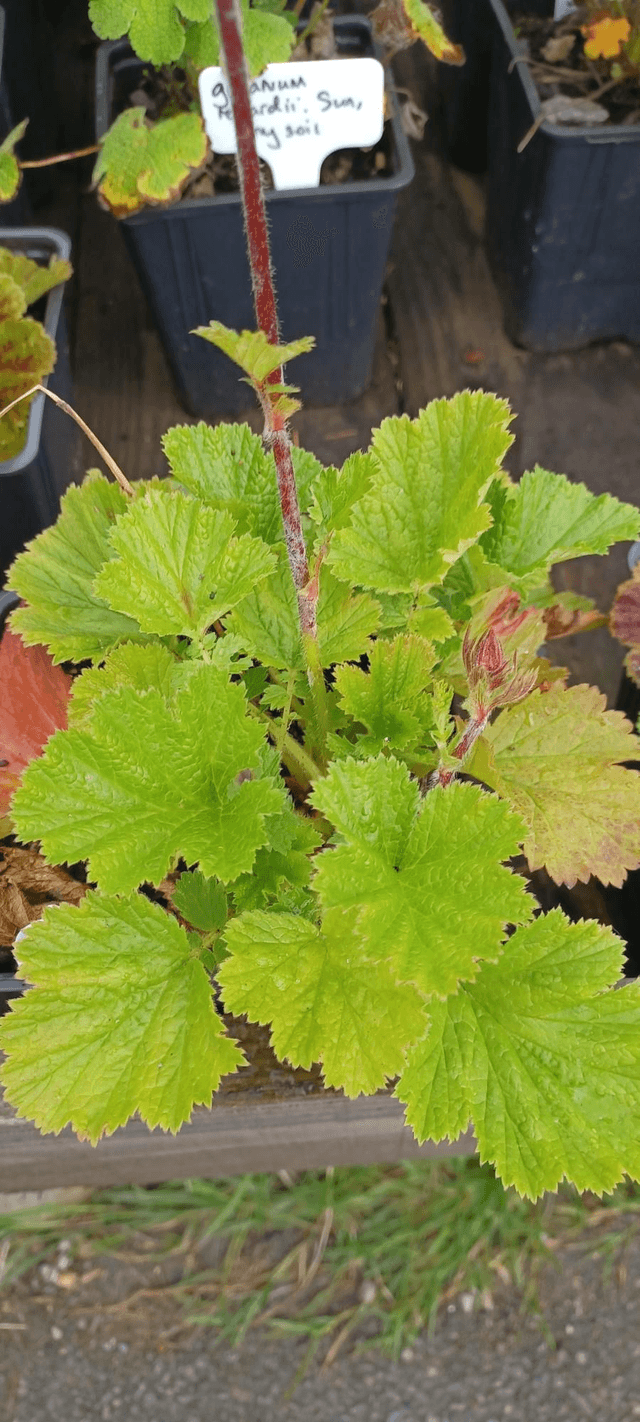 Geum rivale Leonards Variety