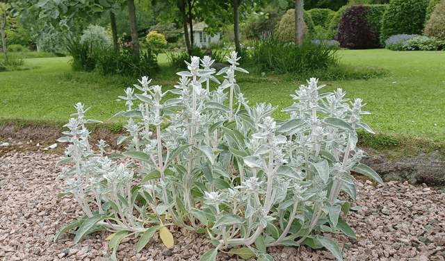 Stachys byzantina