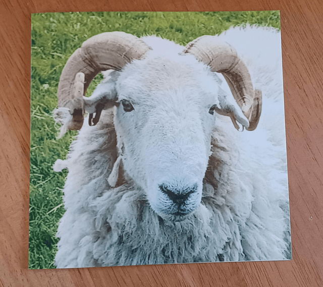Herdwick tup
