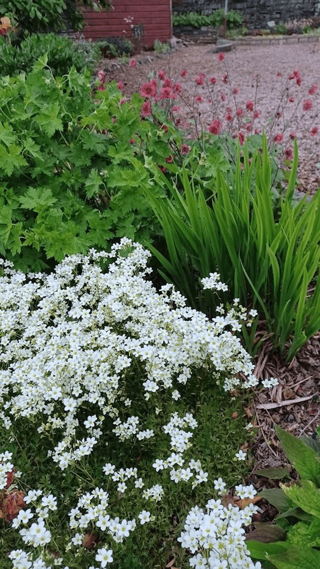 Sagina subulata