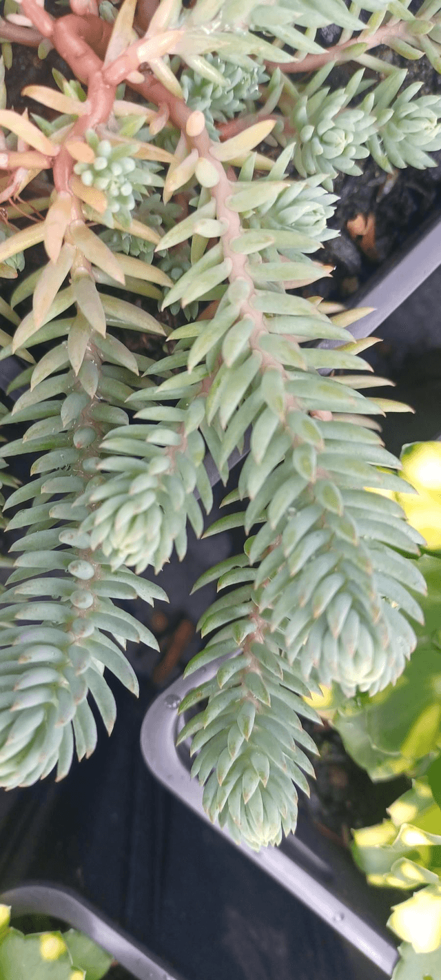 Sedum reflexum