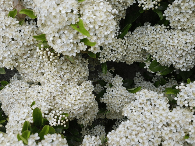 Pyracantha Orange Glow
