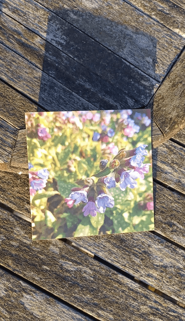 Pulmonaria