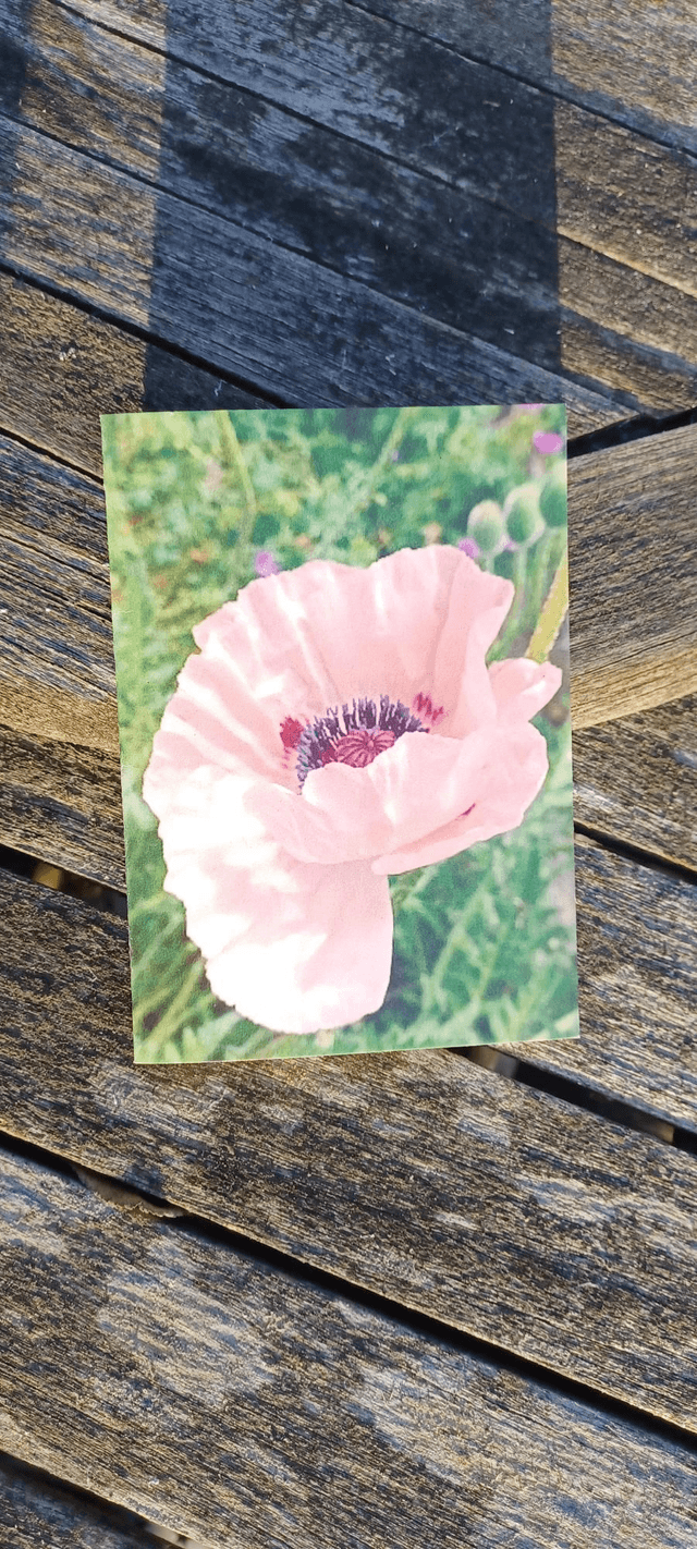Oriental Poppy