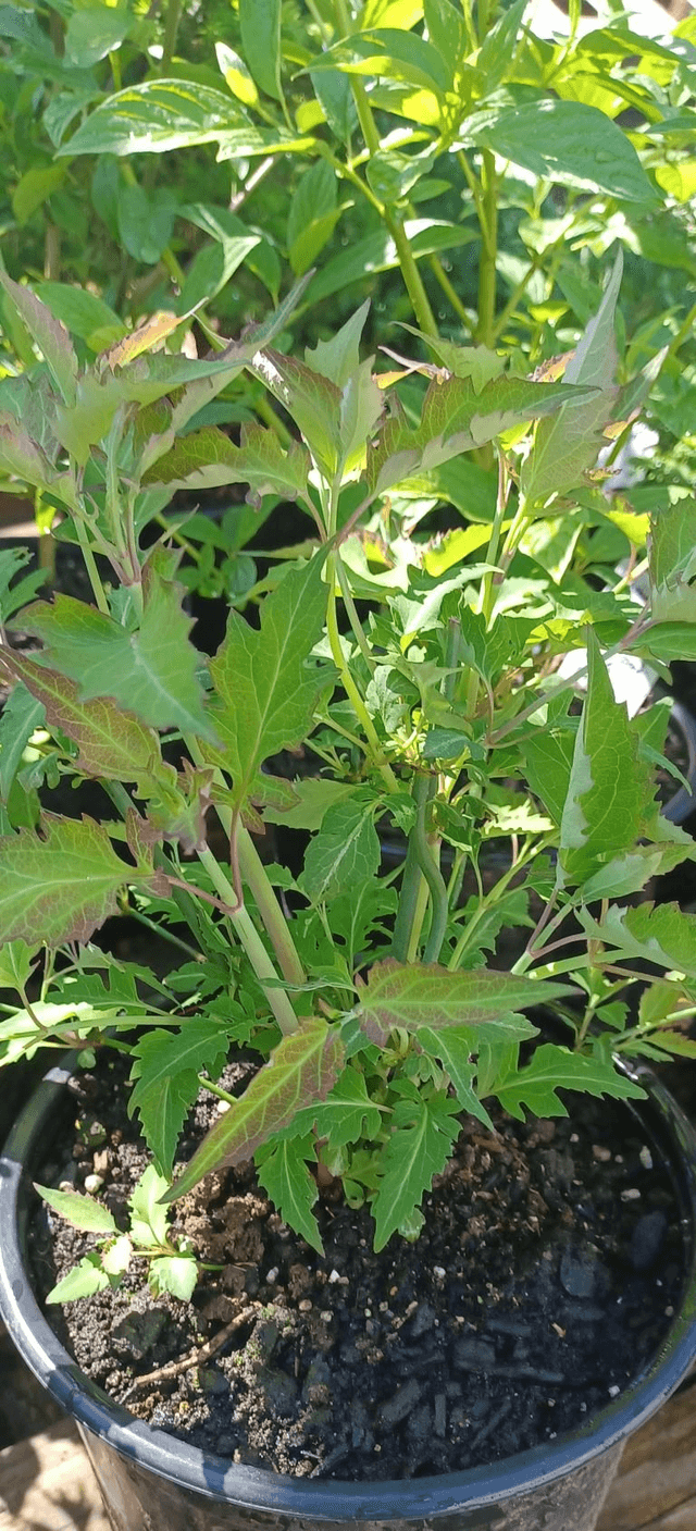 Leycesteria formosa