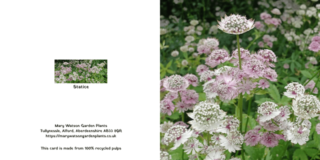 Astrantiia