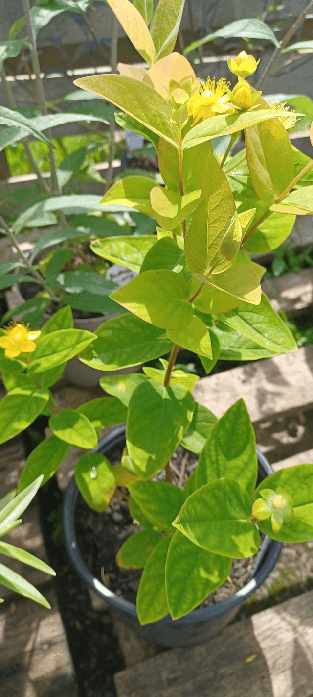 St John's Wort