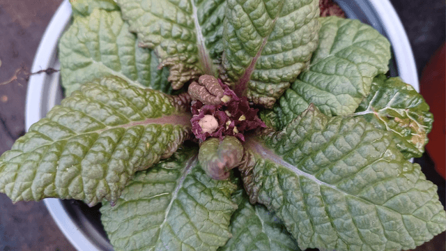 Primula Wanda Mixed