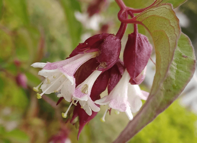 Leycesteria formosa