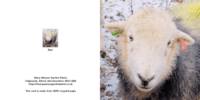 Dot the Herdwick