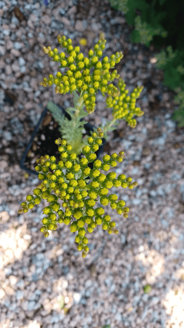 Sedum reflexum